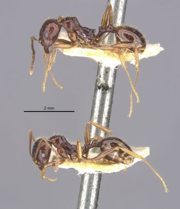 Media type: image;   Entomology 20606 Aspect: habitus lateral view 3